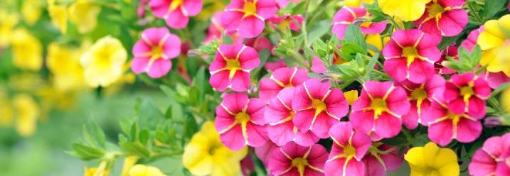 Blühende pinke und gelbe Petunien